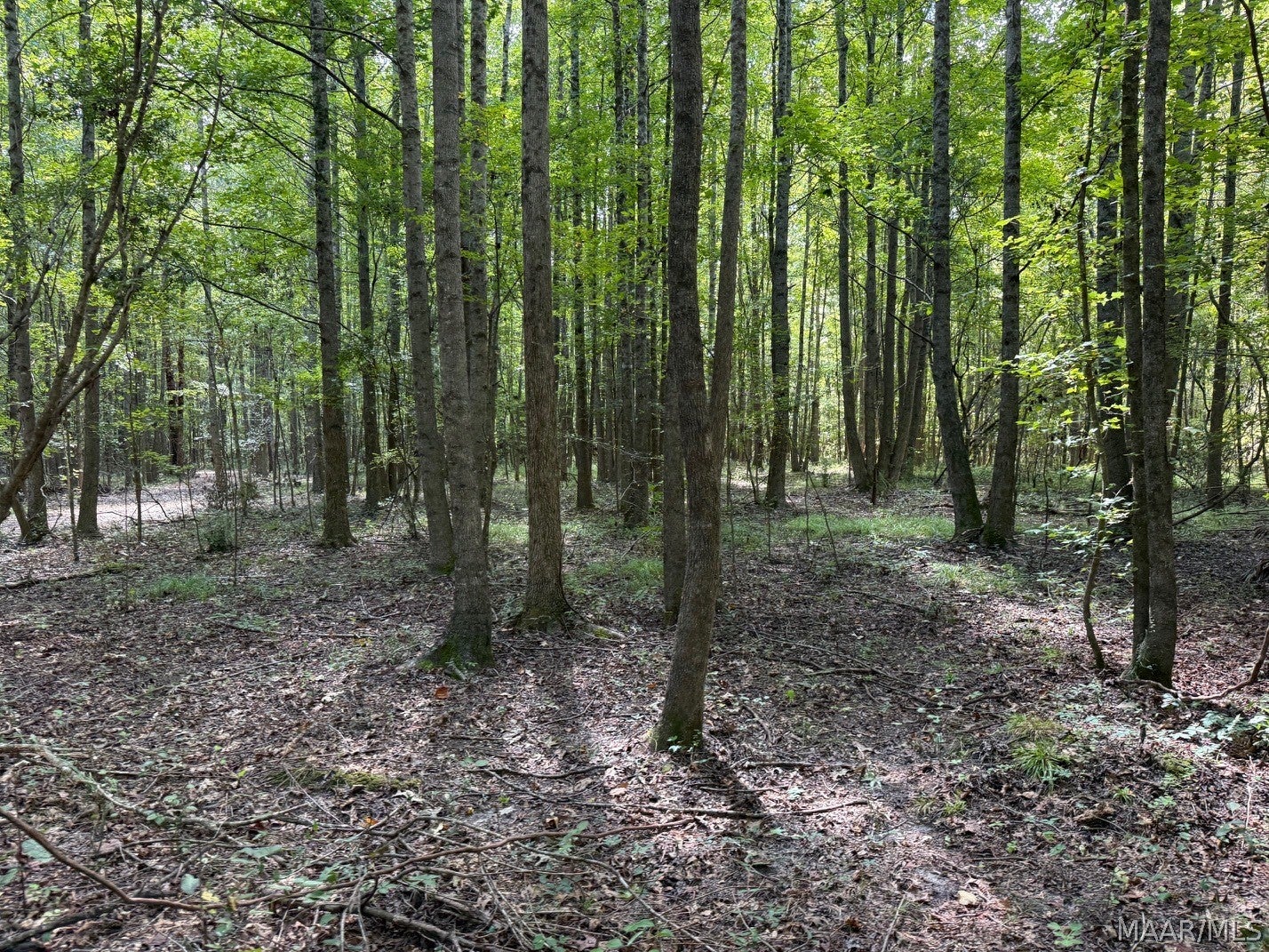 0 County Road 4 Road Fitzpatrick, AL 36029 - Photo 5 of 28 Gallery Image 5