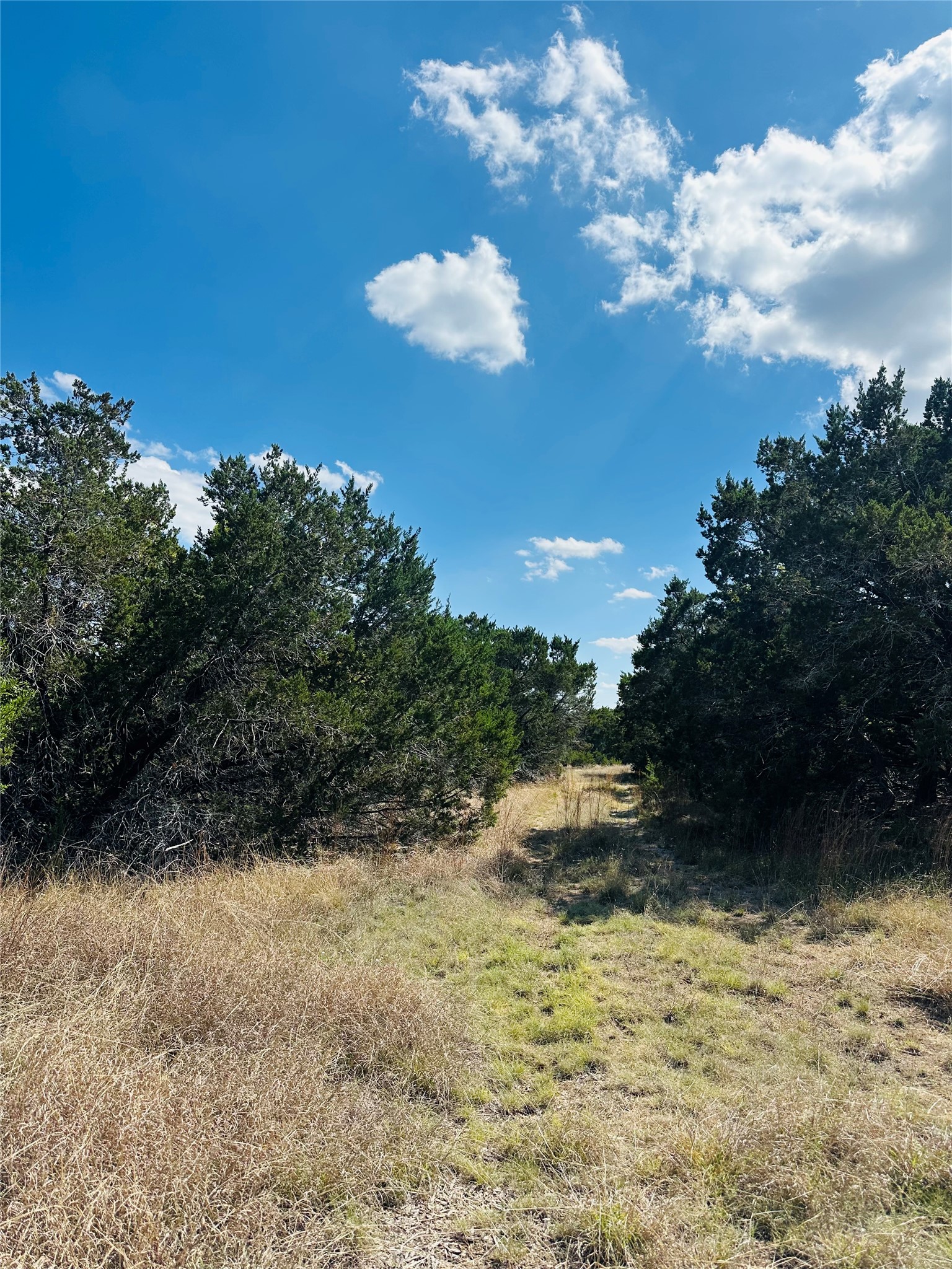 336 County Road 334 Roads Burnet, TX 78611 - Photo 3 of 11 Discover a tranquil pathway winding through verdant natural landscaping.