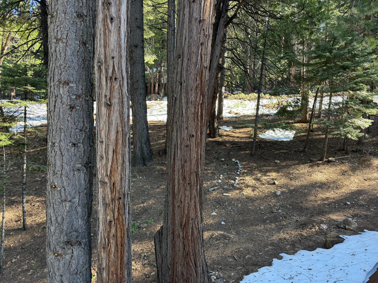 392 Boards Crossing Road Arnold, CA 95223 - Photo 18 of 31 a view of a backyard of a house