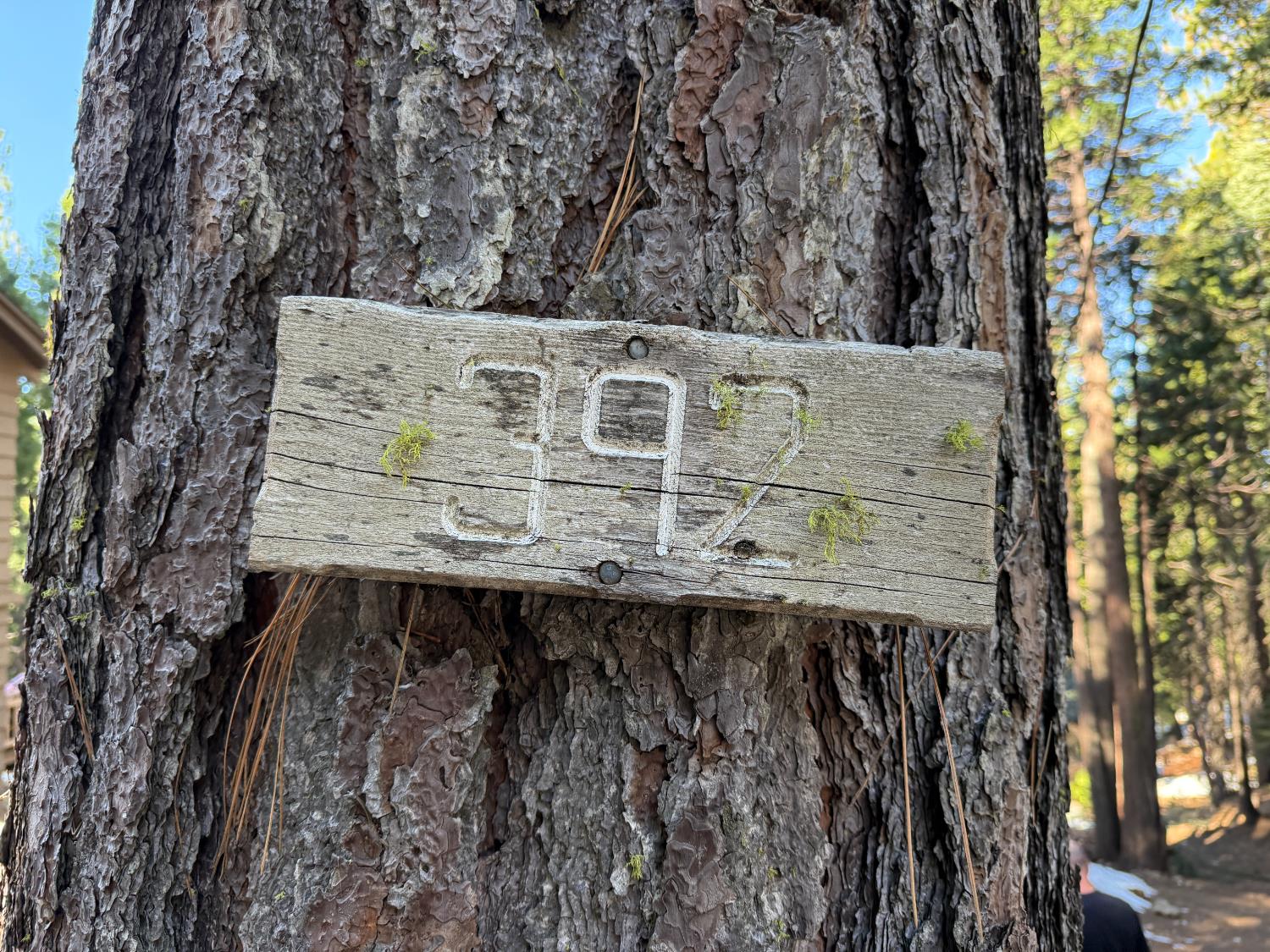 392 Boards Crossing Road Arnold, CA 95223 - Photo 30 of 31 a view of a wooden house with a yard
