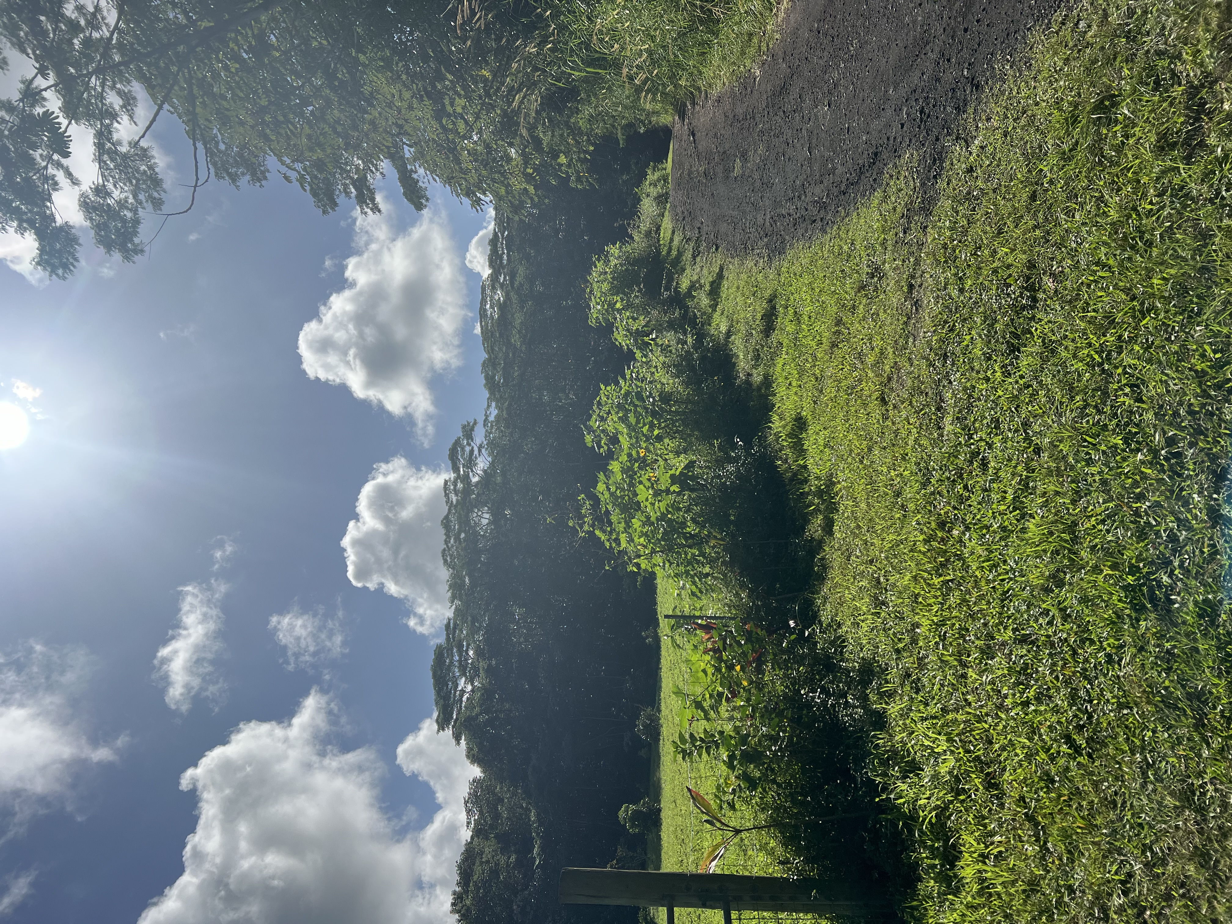 Noni Farm Road Pahoa, HI 96778 - Photo 3 of 9 Gallery Image 3