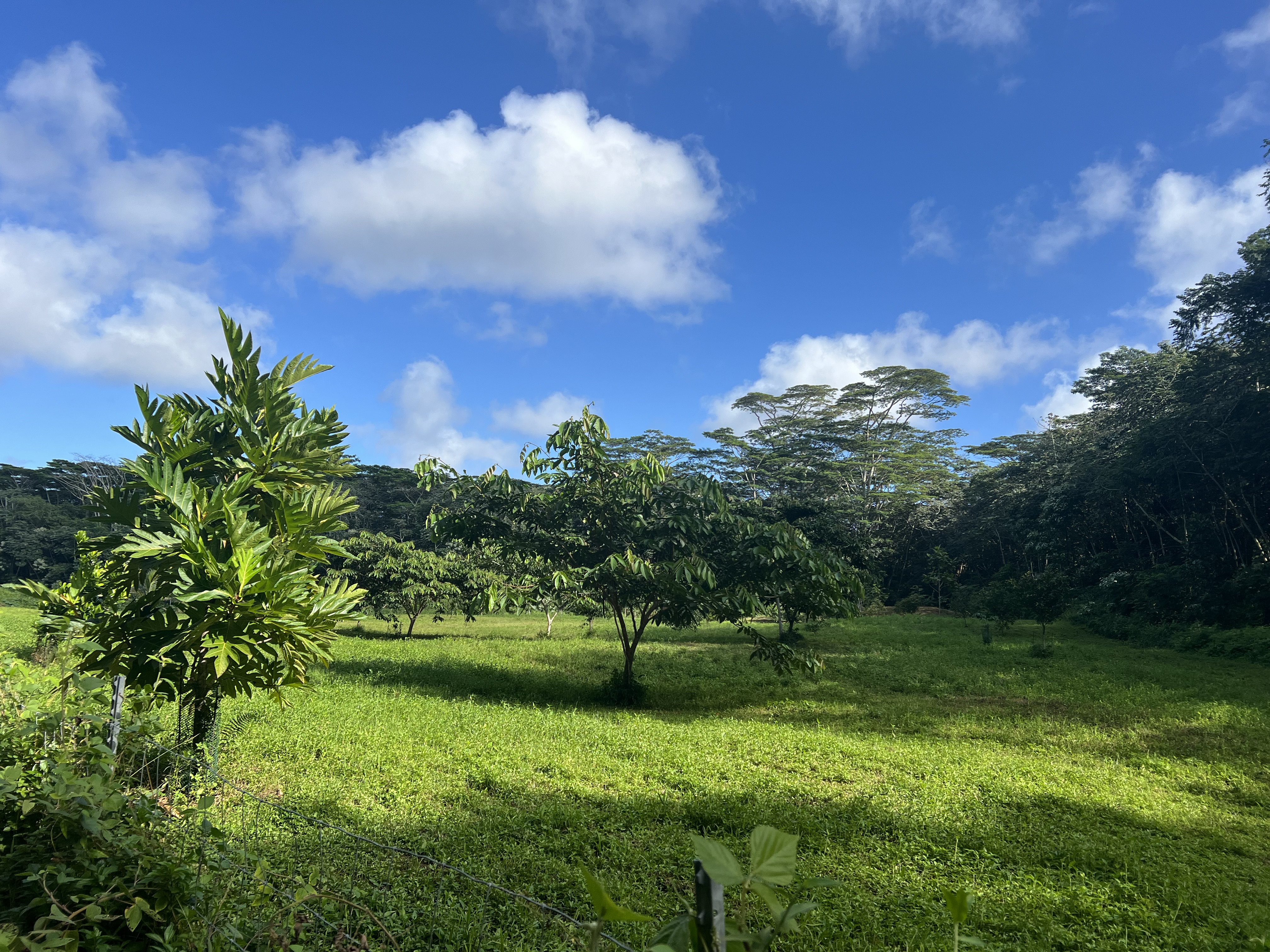 Noni Farm Road Pahoa, HI 96778 - Photo 4 of 9 Gallery Image 4