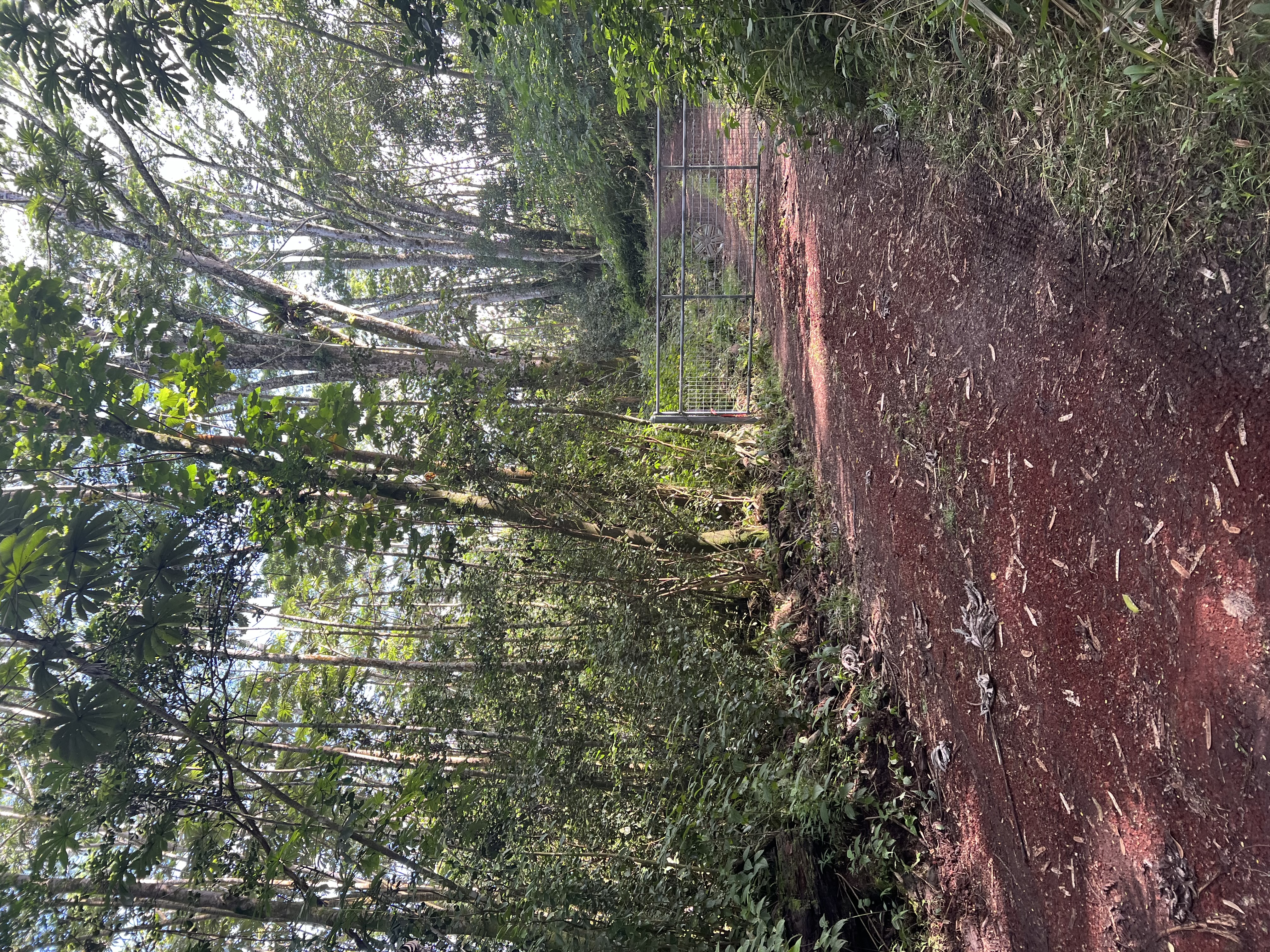 Noni Farm Road Pahoa, HI 96778 - Photo 8 of 9 Gallery Image 8