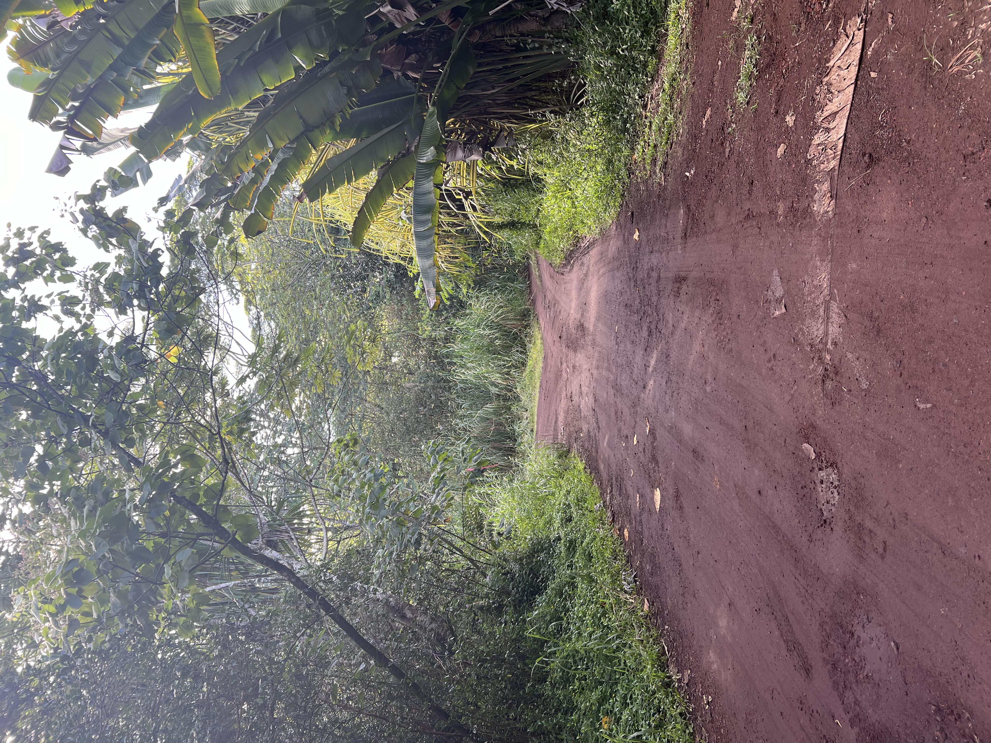 Noni Farm Road Pahoa, HI 96778 - Photo 9 of 9 Gallery Image 9