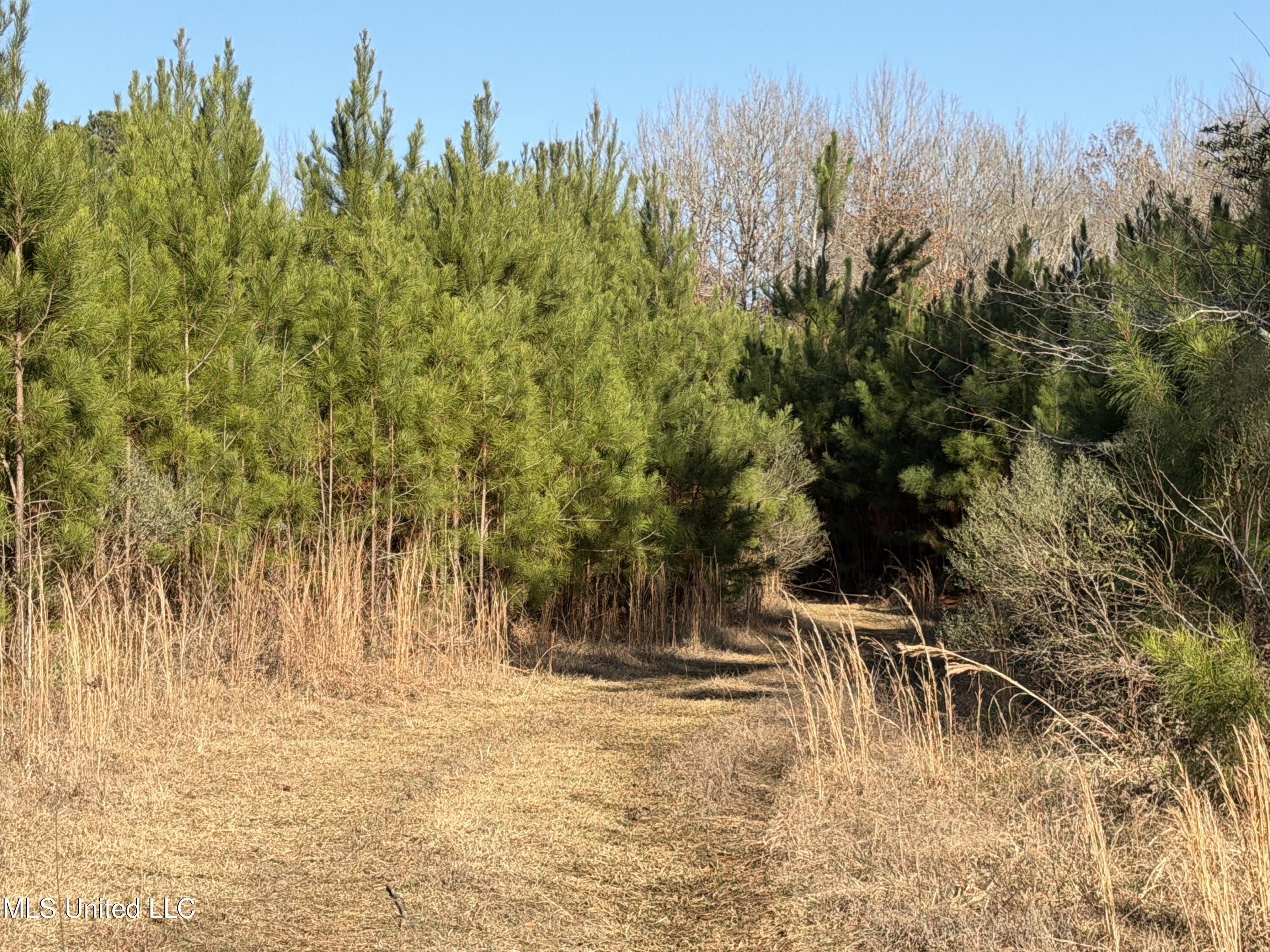 Delancey Road Braxton, MS 39044 - Photo 2 of 9 PIC 2