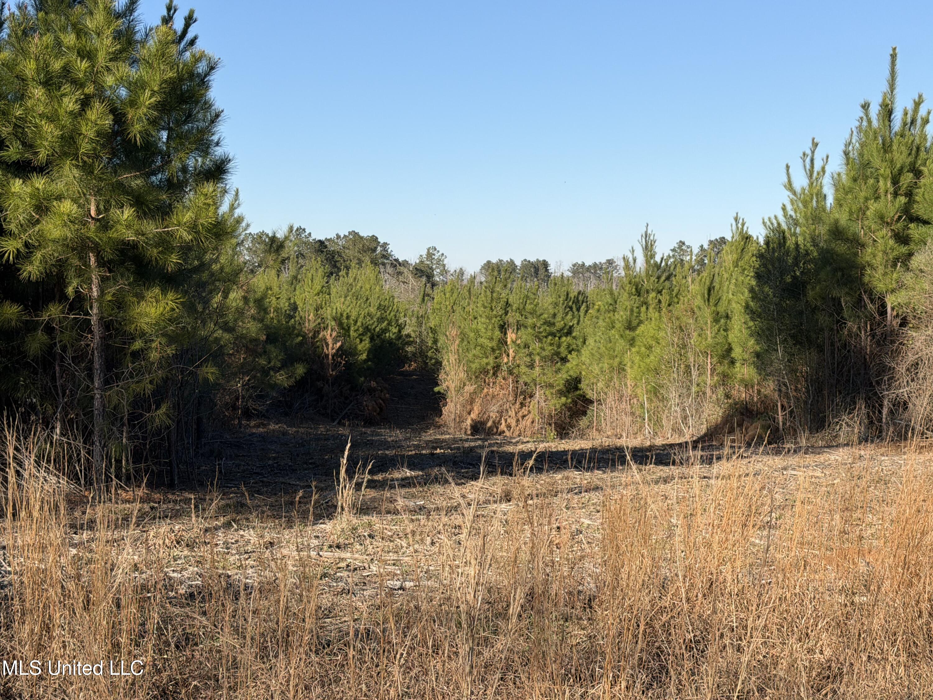 Delancey Road Braxton, MS 39044 - Photo 3 of 9 PIC 3