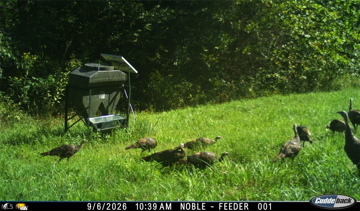 Lew Marten Road Summerfield, OH 43788 - Photo 17 of 50 Gallery Image 17
