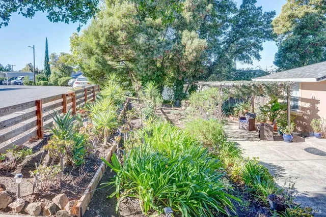 a view of a garden with plants and large trees