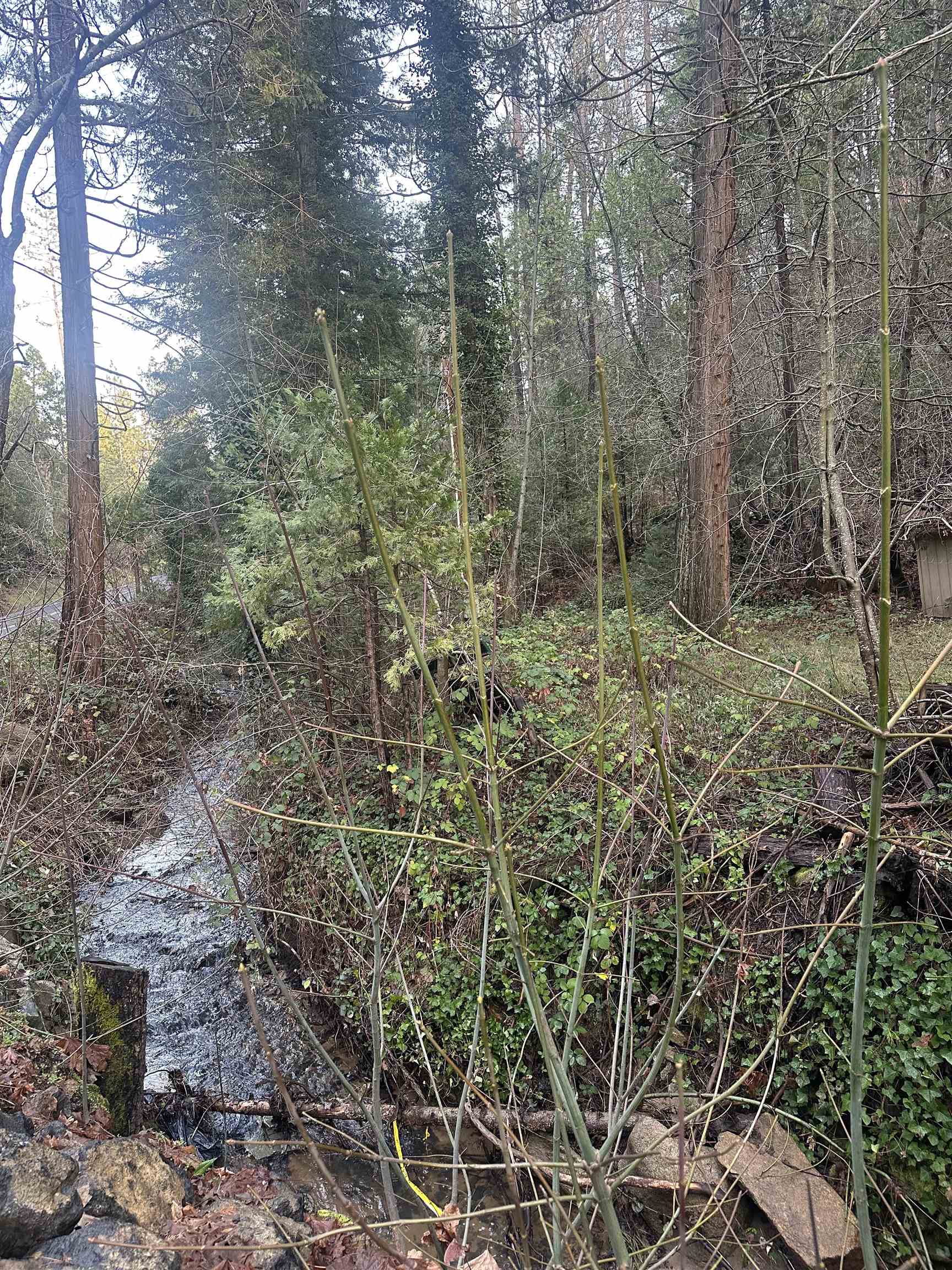 a view of a forest with trees
