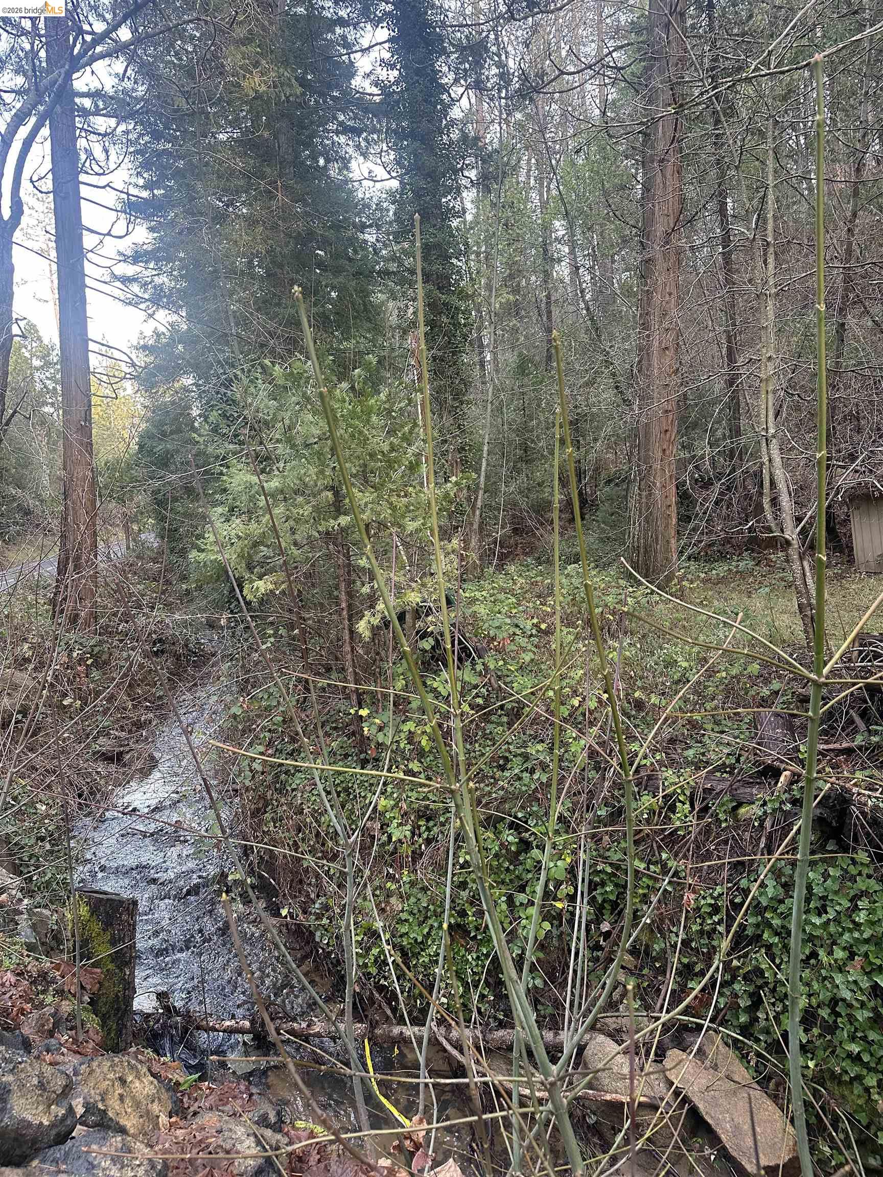 a view of a forest with trees
