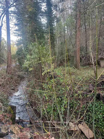 a view of a forest with trees