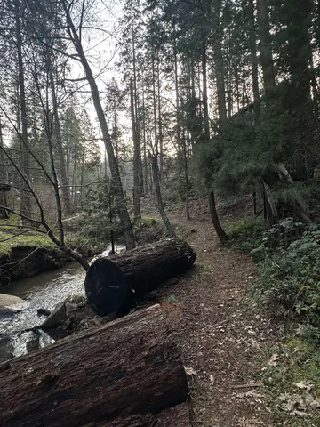 a view of a backyard with large trees