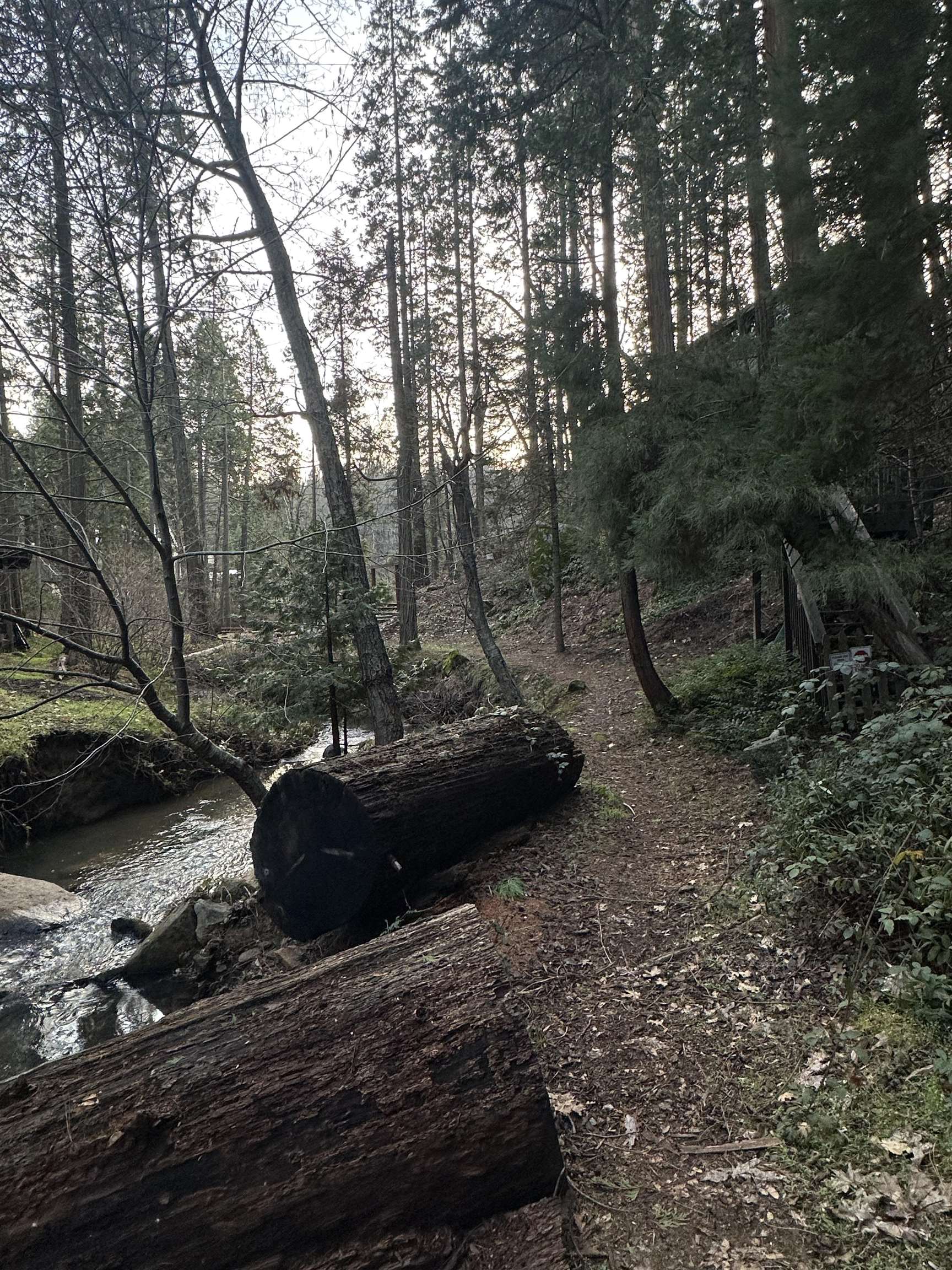 22895 South Fork Road Twain Harte, CA 95370 - Photo 7 of 8 a view of a backyard with large trees