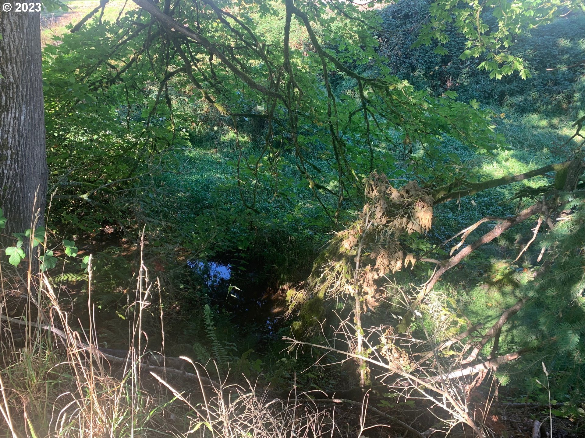 1101 Northeast 264th Street Ridgefield, WA 98642 - Photo 47 of 48 a backyard of a house with lots of green space and trees all around