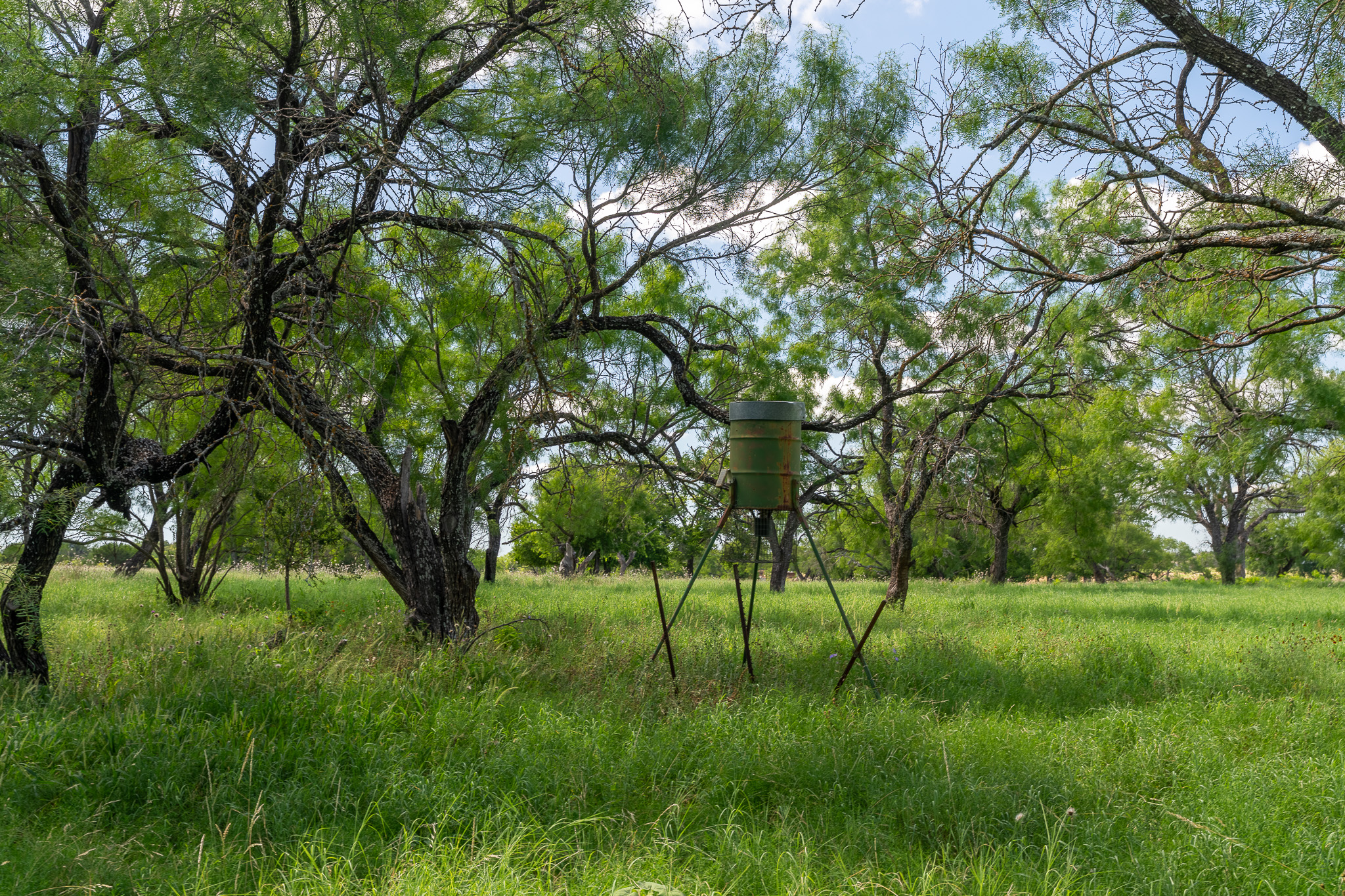 8044 580th Street East Kempner, TX 76539 - Photo 9 of 40 A verdant, open field with mature trees offers an idyllic natural setting.