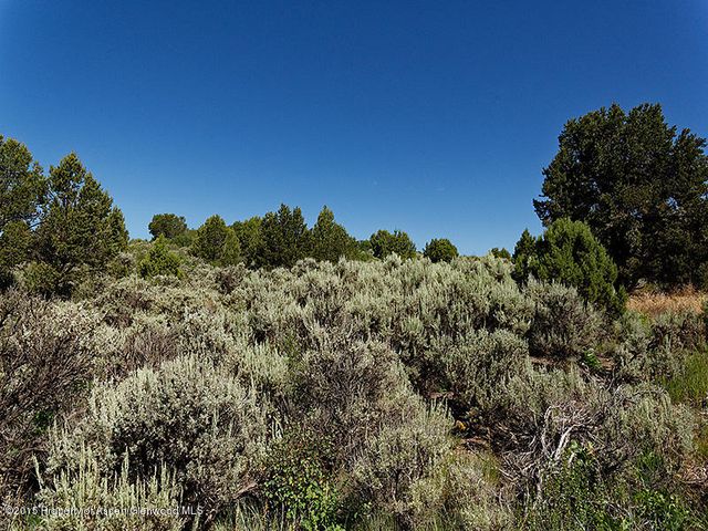 a view of a bunch of trees and bushes