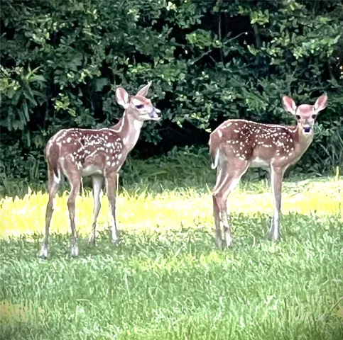 a view of a swimming pool with a yard