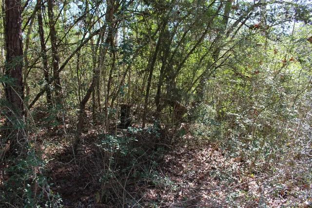 a view of a yard with a tree