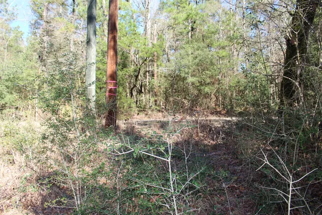 a close up of a tree