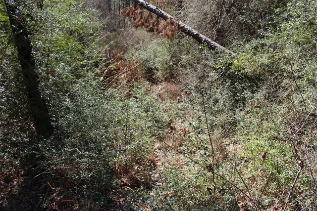 a view of a yard with trees