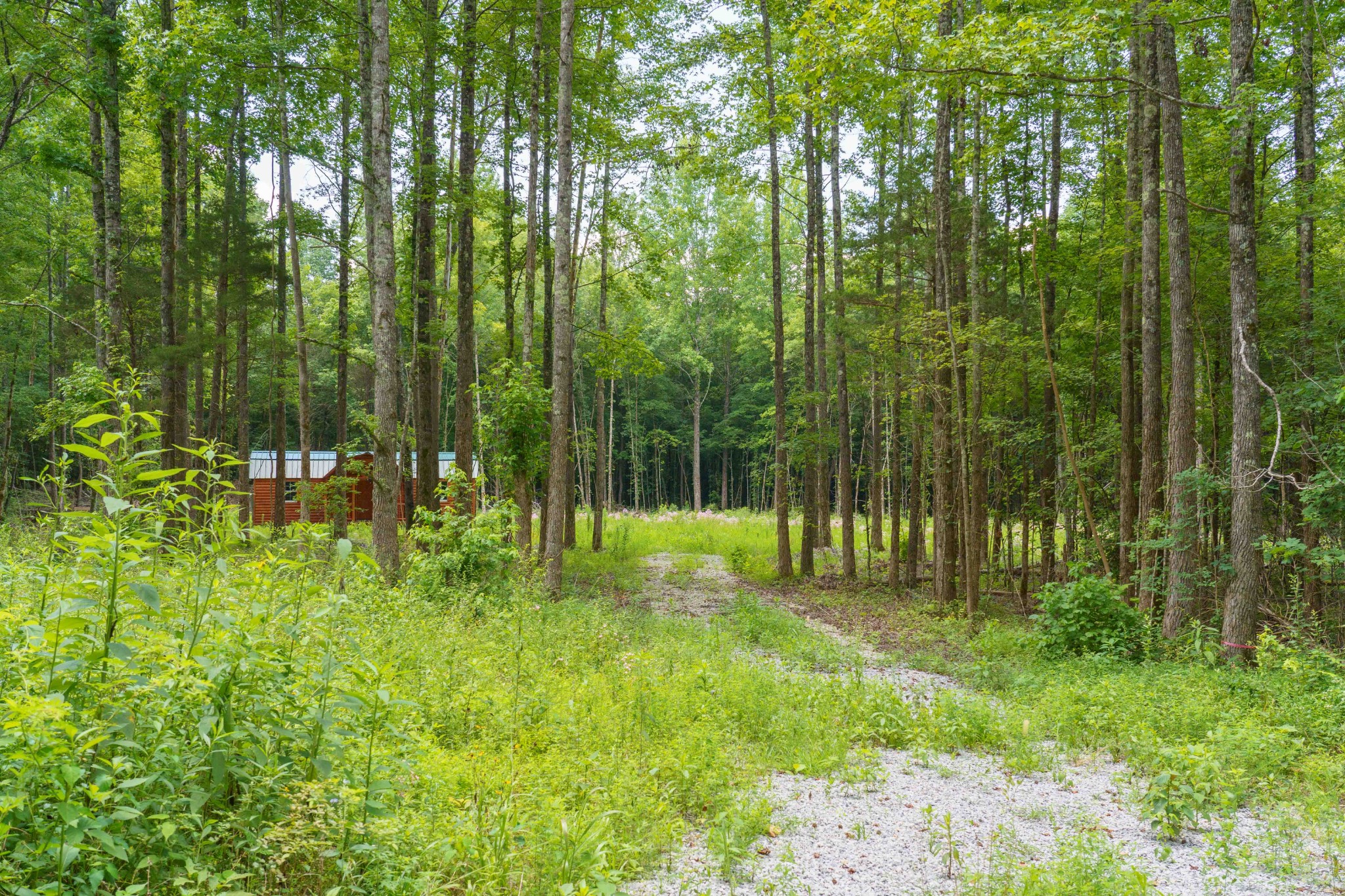 433 Sid Summers Road Stewart, TN 37175 - Photo 11 of 66 a garden view