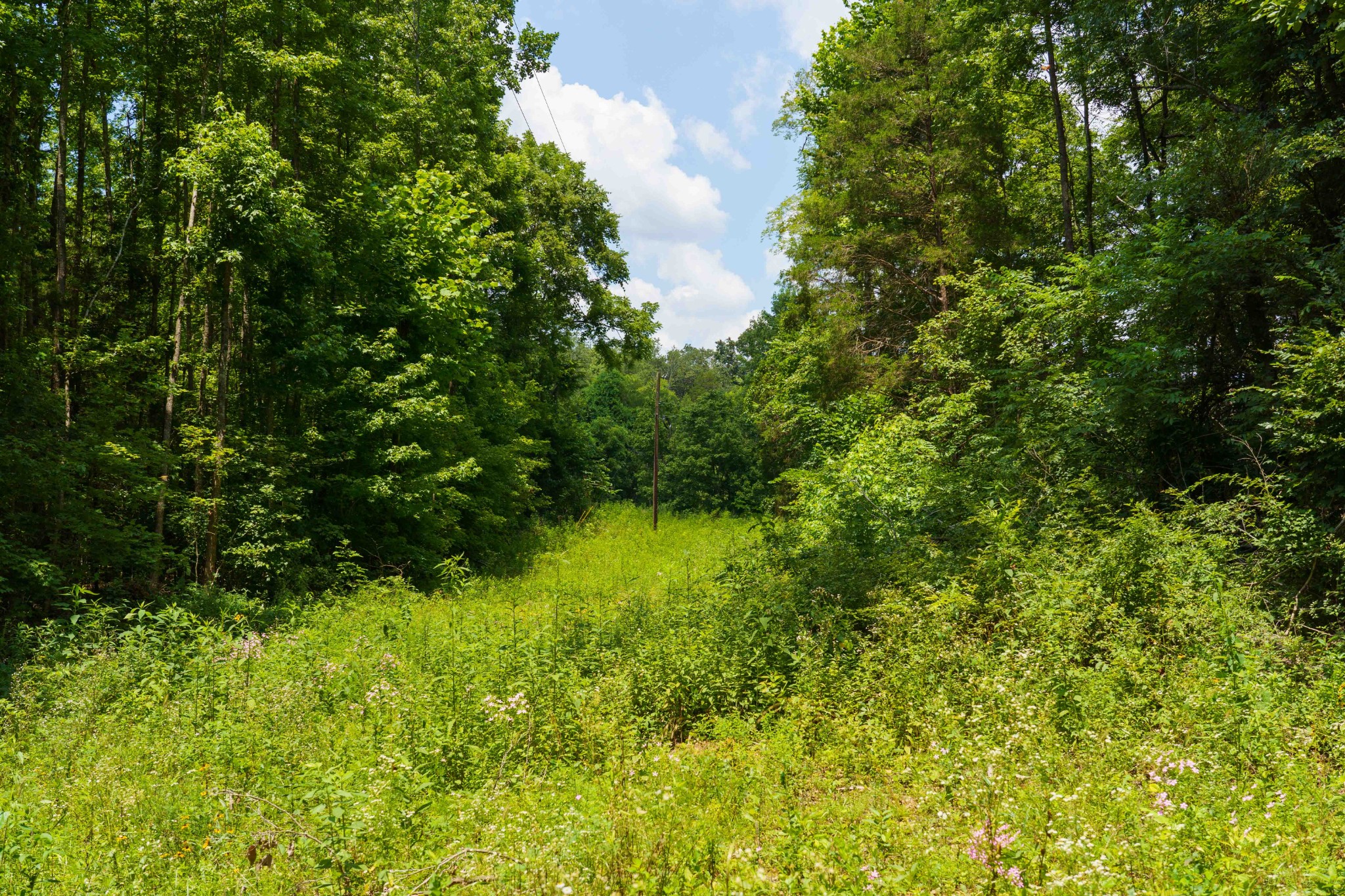 433 Sid Summers Road Stewart, TN 37175 - Photo 6 of 66 a view of a big yard with lots of bushes