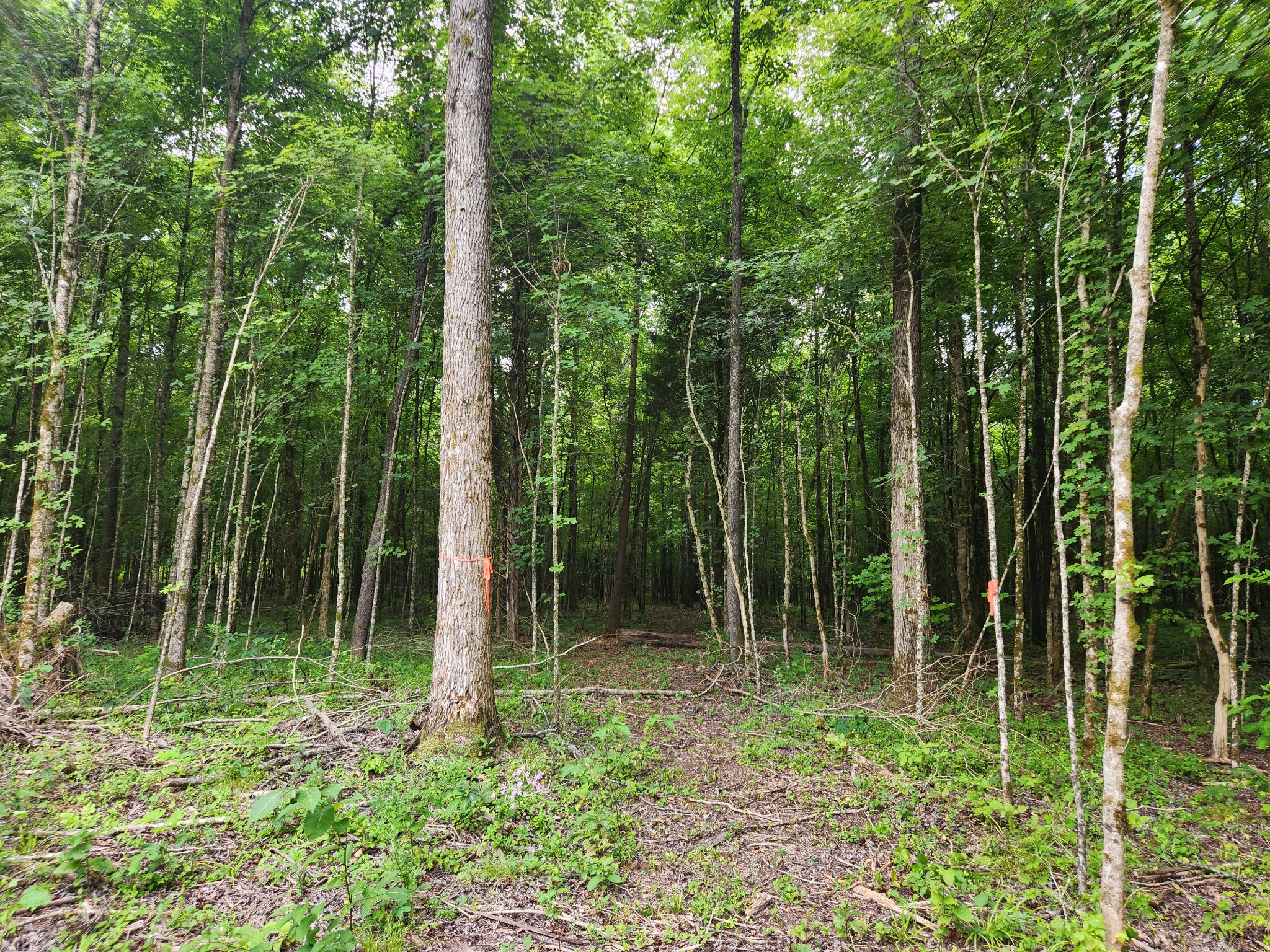 433 Sid Summers Road Stewart, TN 37175 - Photo 61 of 66