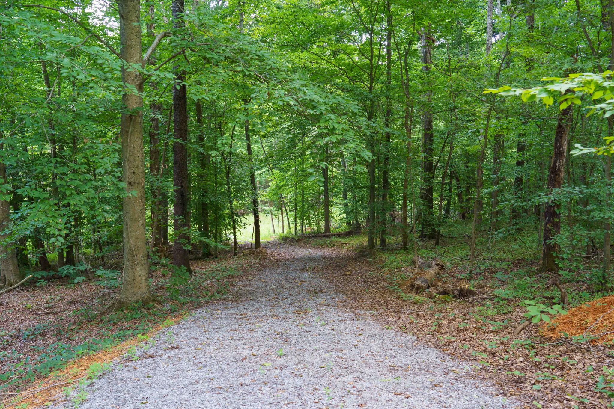 433 Sid Summers Road Stewart, TN 37175 - Photo 10 of 66 a view of a forest with trees in the background