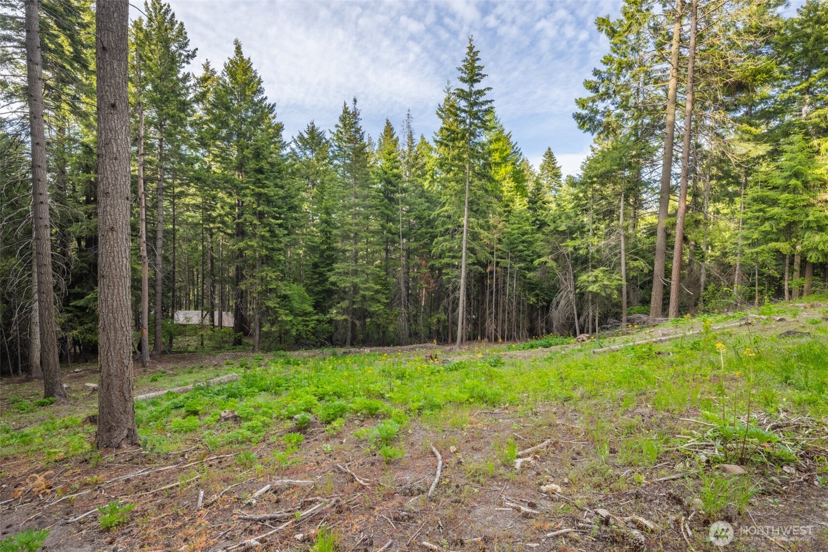 451 Aspen Springs Road Cle Elum, WA 98922 - Photo 23 of 31 a view of a trees with a yard