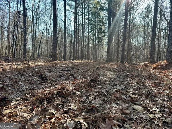 a view of a forest
