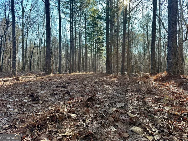 a view of a forest with trees in the background