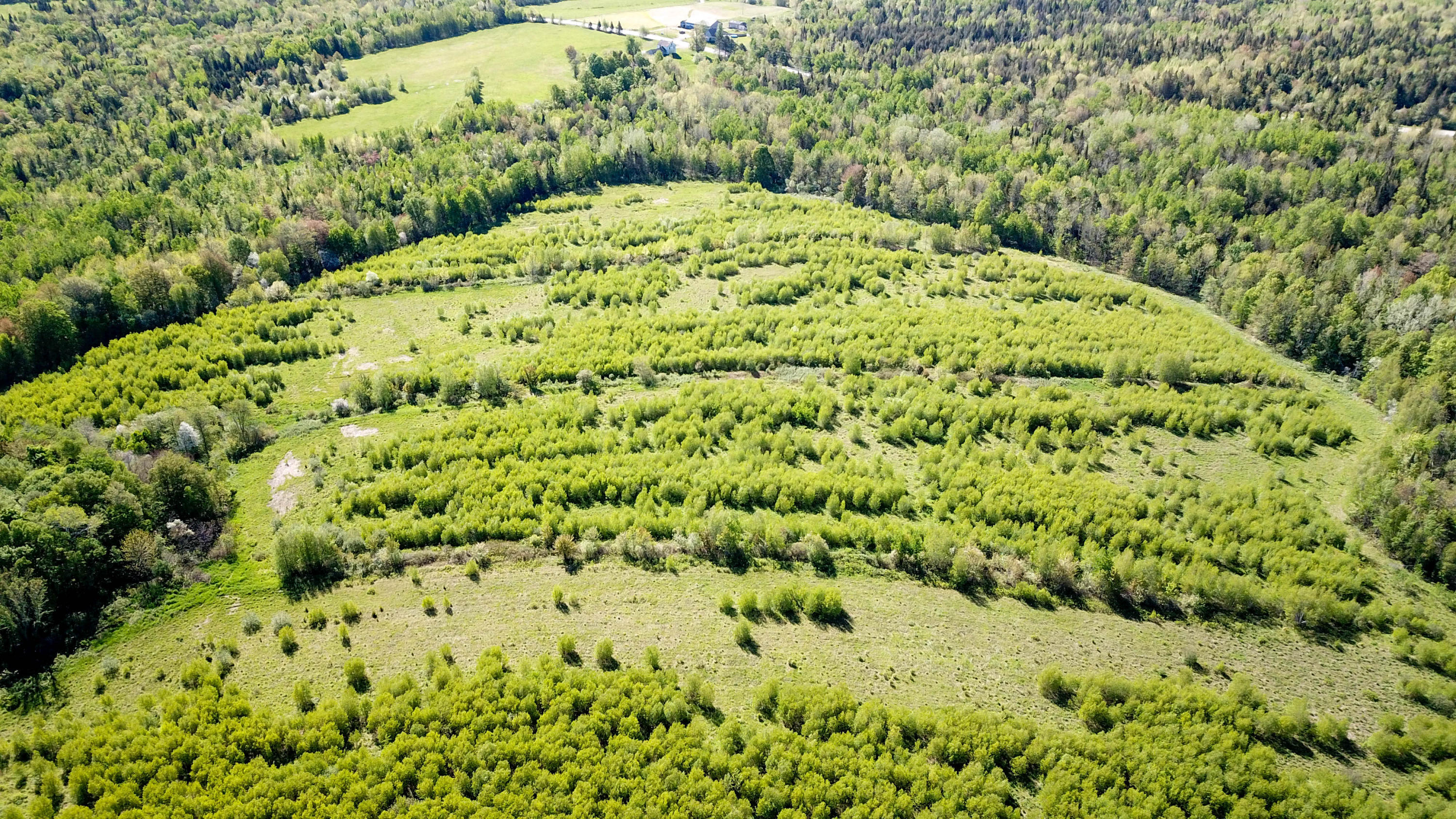 Lot 17 Danforth Road Carroll Plt, ME 04487 - Photo 11 of 13 Closer View