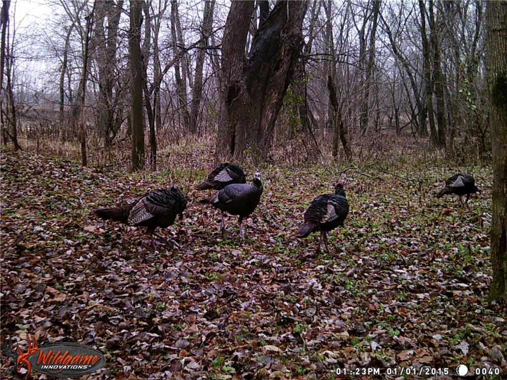 0 Co Rd 150 W Road Bloomfield, IN 47424 - Photo 9 of 10 Gallery Image 9