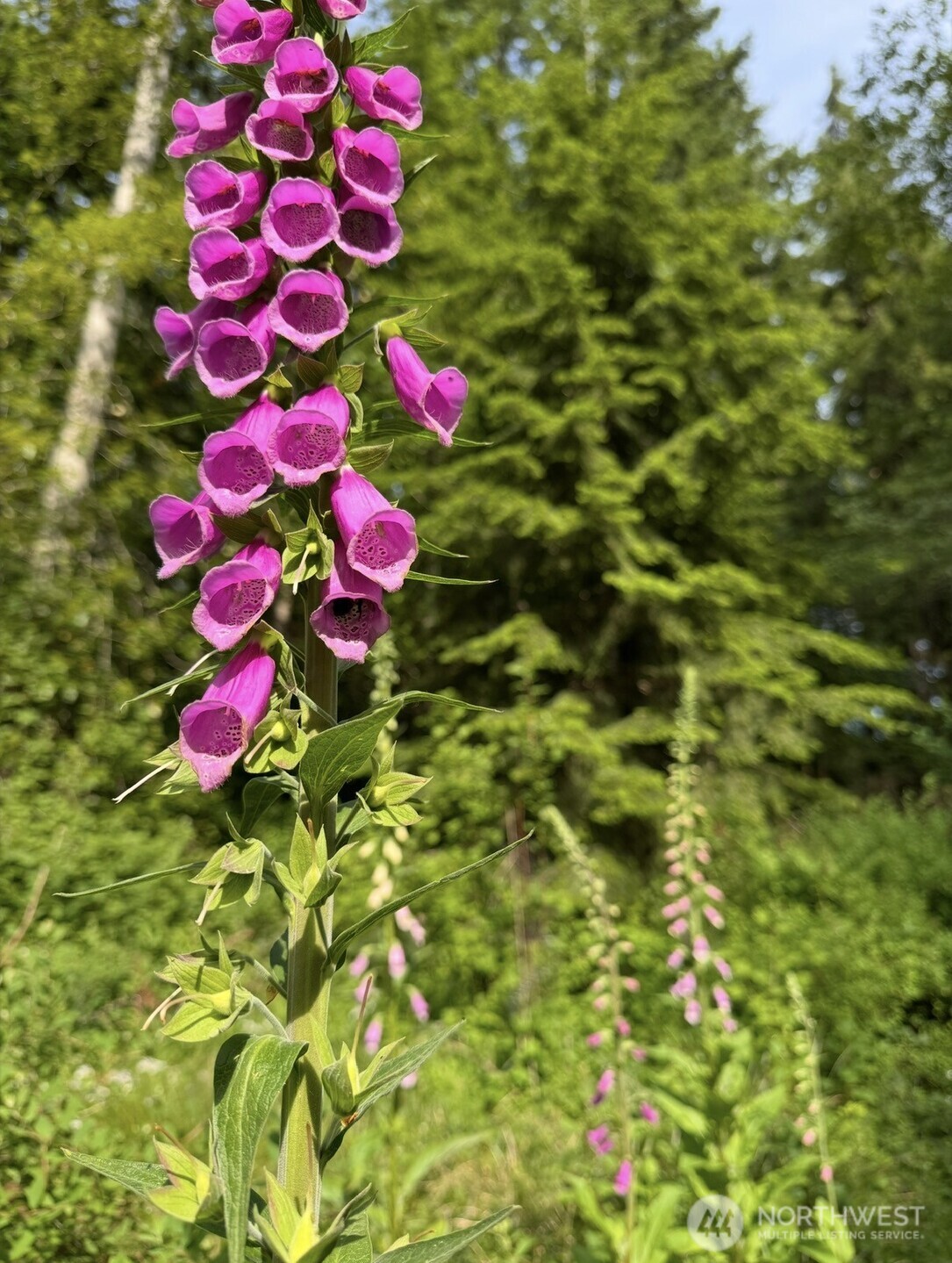 1268 Curtis Way Freeland, WA 98249 - Photo 34 of 40 a view of a flower