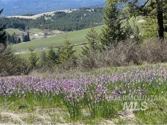 0 Spring Valley Road Troy, ID 83871 - Photo 6 of 21 Gallery Image 6
