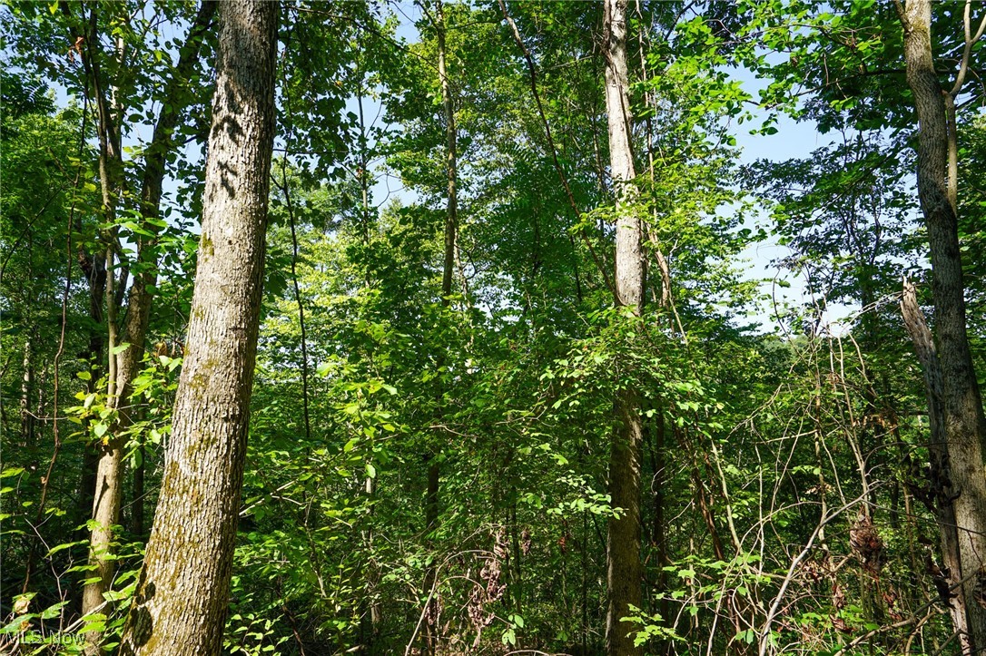 Johnson Run Road Kimbolton, OH 43749 - Photo 12 of 36 View of local wilderness