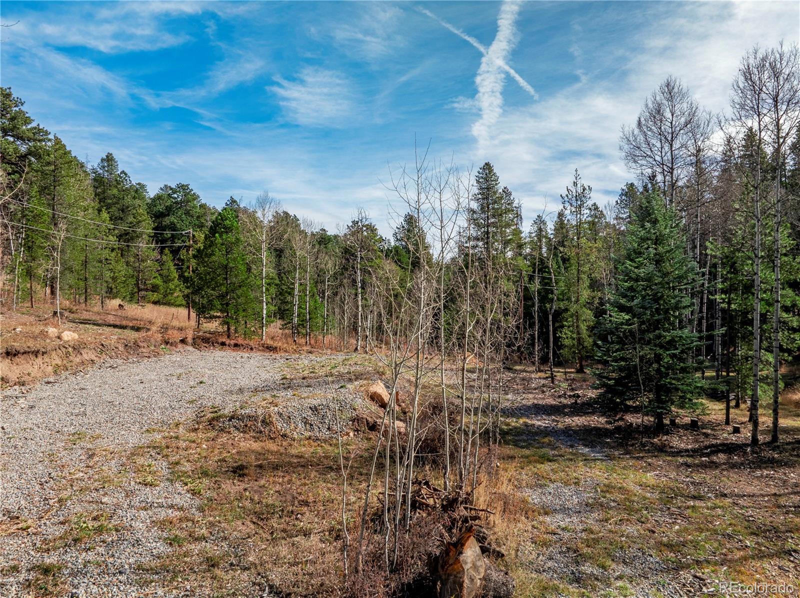 Lot 216620 Indian Springs Road Conifer, CO 80433 - Photo 16 of 42 a view of a yard with a tree