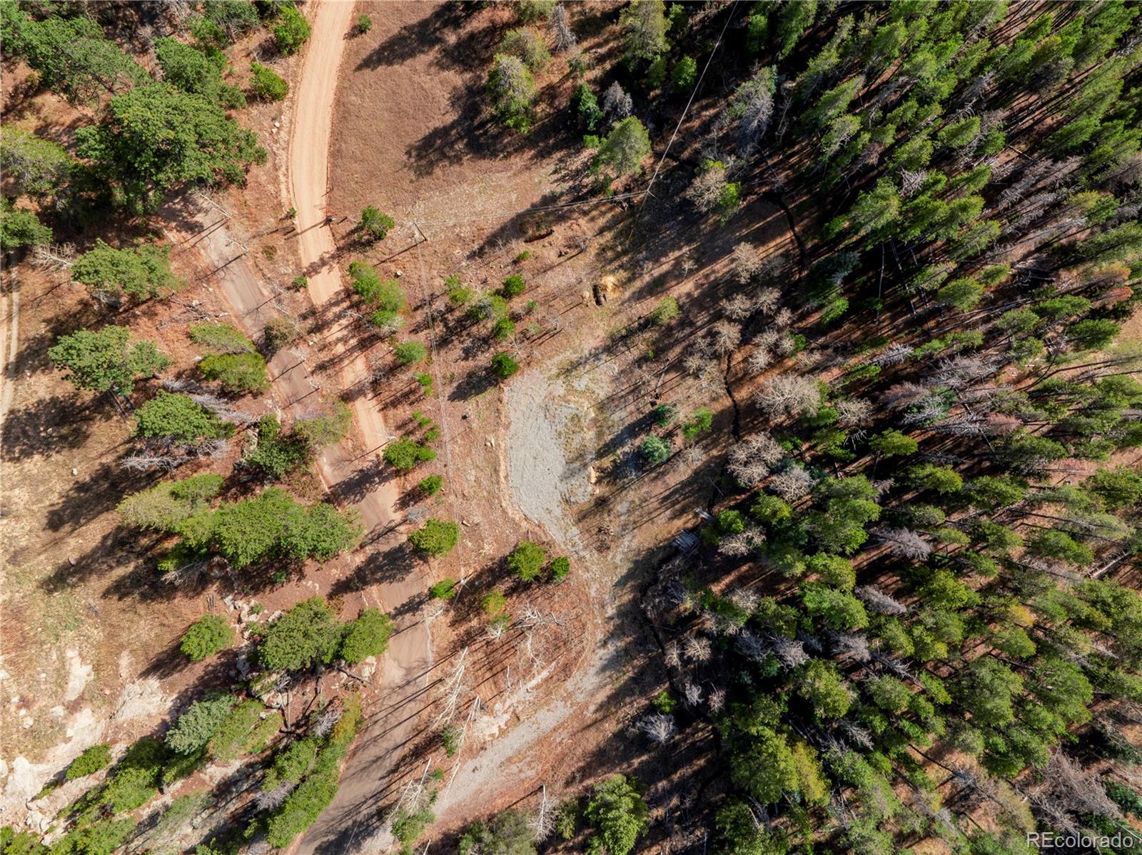 Lot 216620 Indian Springs Road Conifer, CO 80433 - Photo 31 of 42 a view of tree