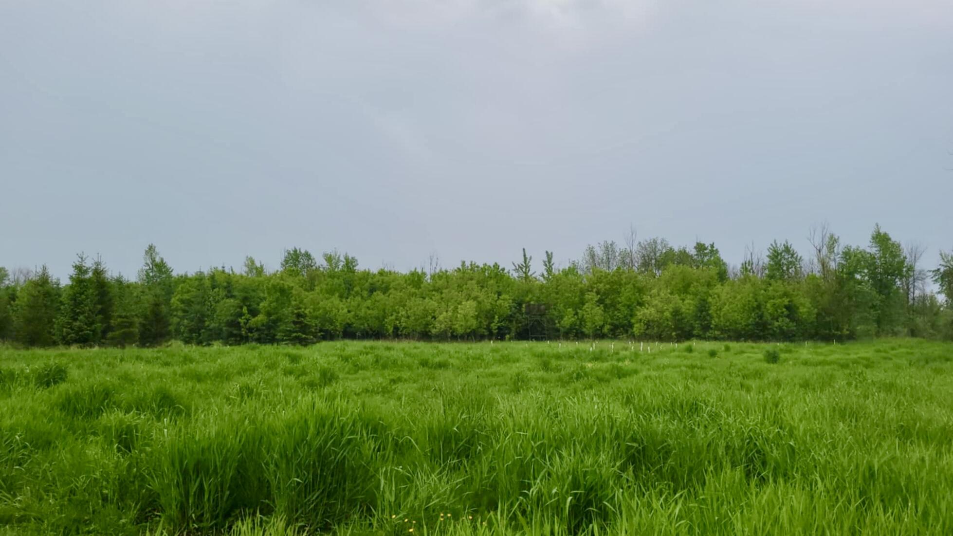Land