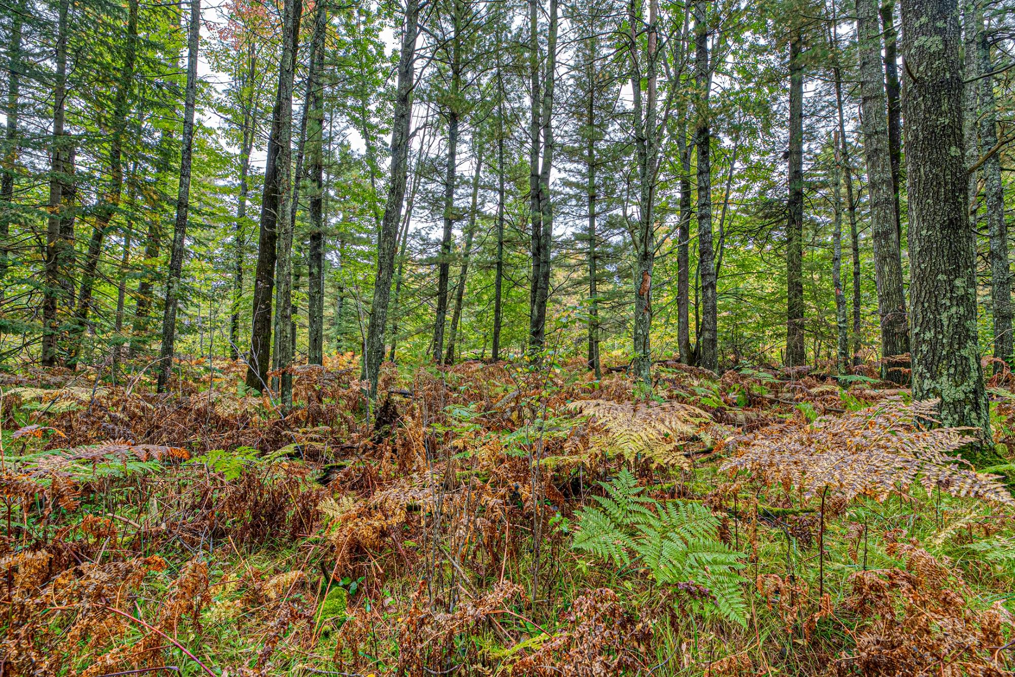 Off Loon Lake Road Eagle River, WI 54521 - Photo 15 of 24 Gallery Image 15