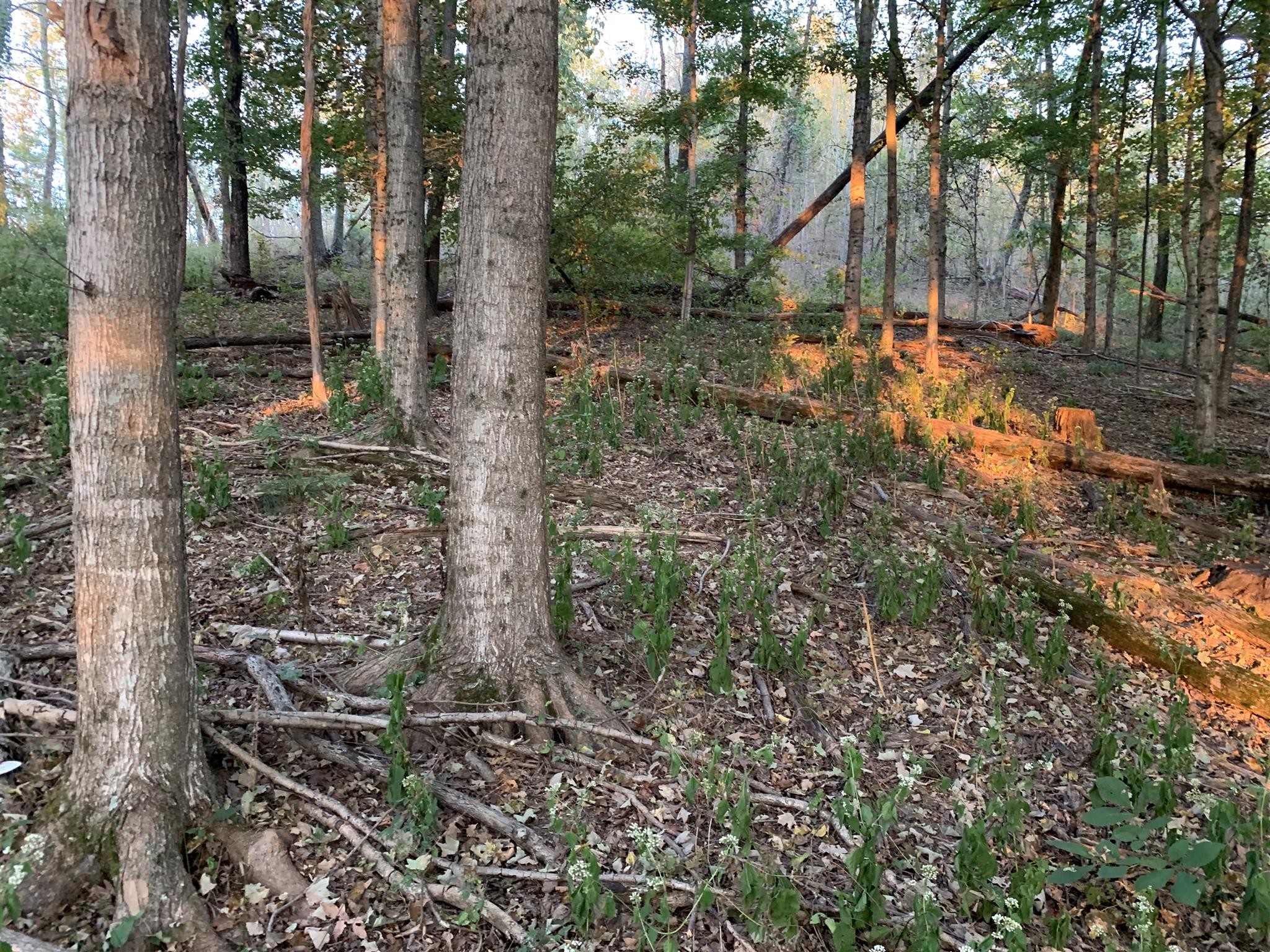 0 Harnisch Road Clifton, TN 38425 - Photo 3 of 14 Gallery Image 3