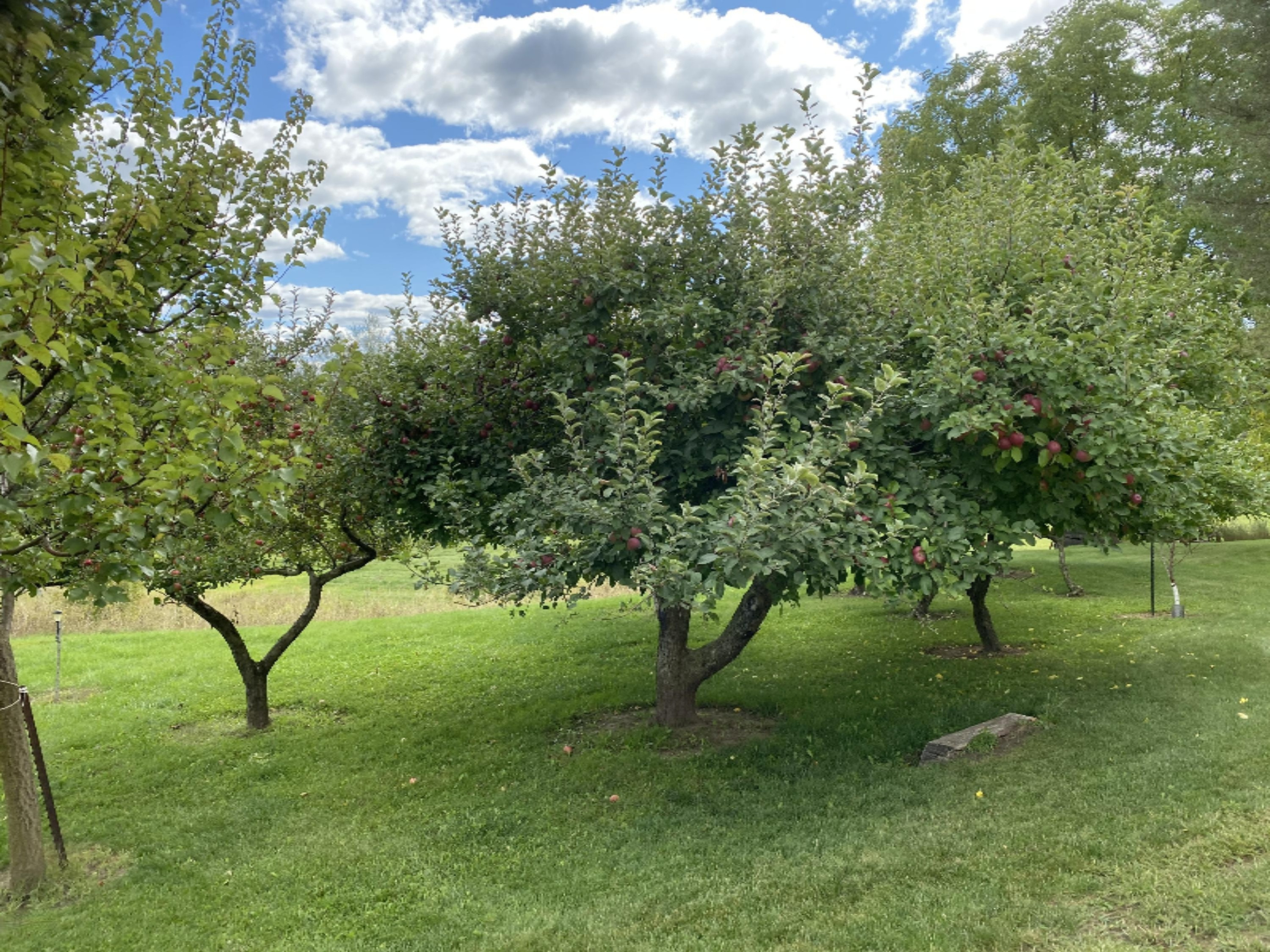 7123 Adamson Lake Road Kaleva, MI 49645 - Photo 53 of 59 Apple, Peach and Apricot Trees