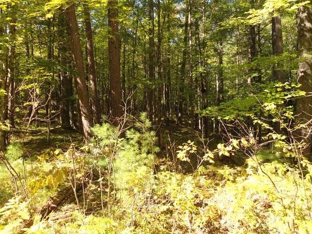 M1750 Mercer Lake Road Minocqua, WI 54548 - Photo 2 of 7 Gallery Image 2