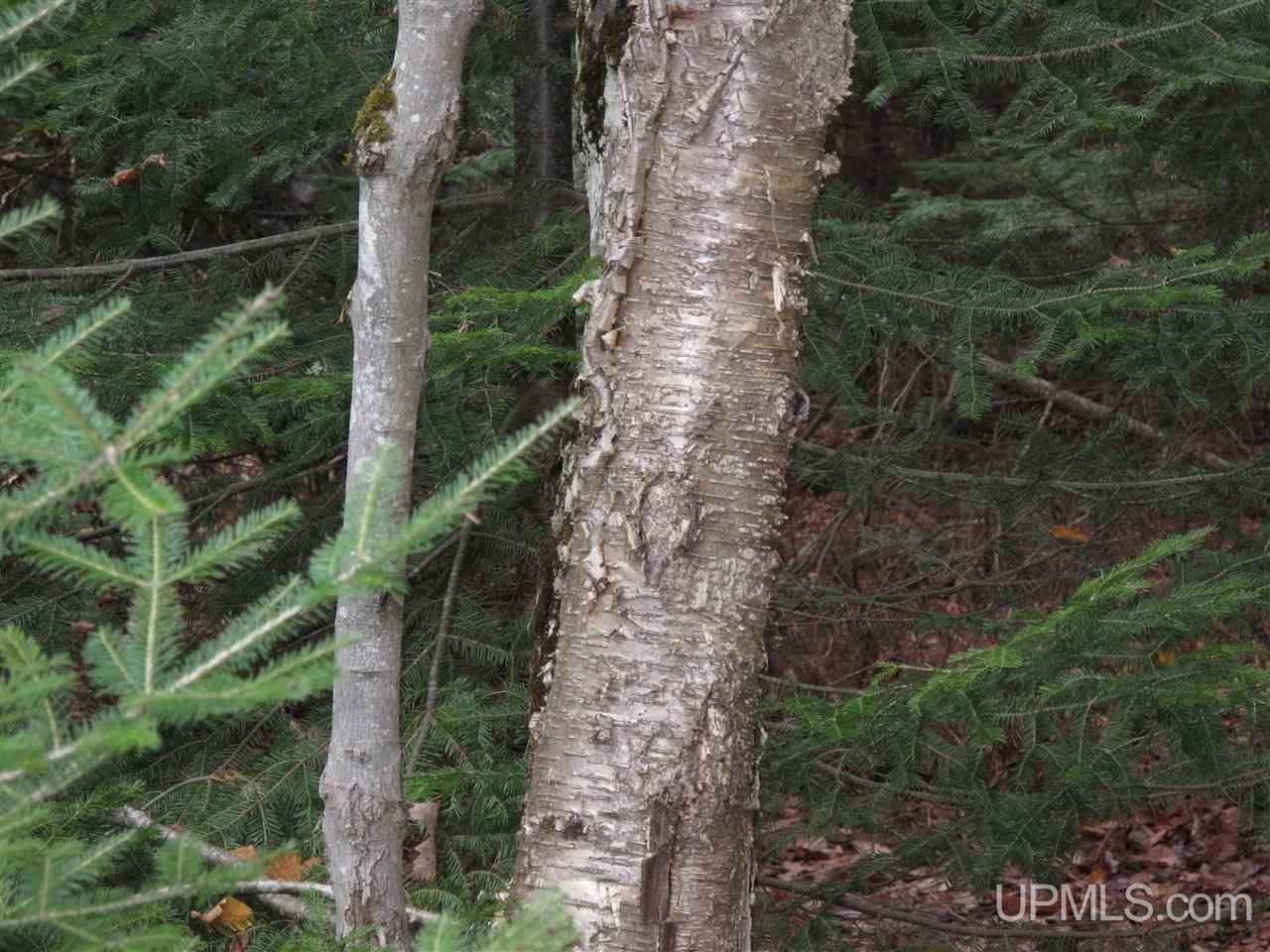 22405 Webb Road Grand Marais, MI 49839 - Photo 19 of 32 Gallery Image 19