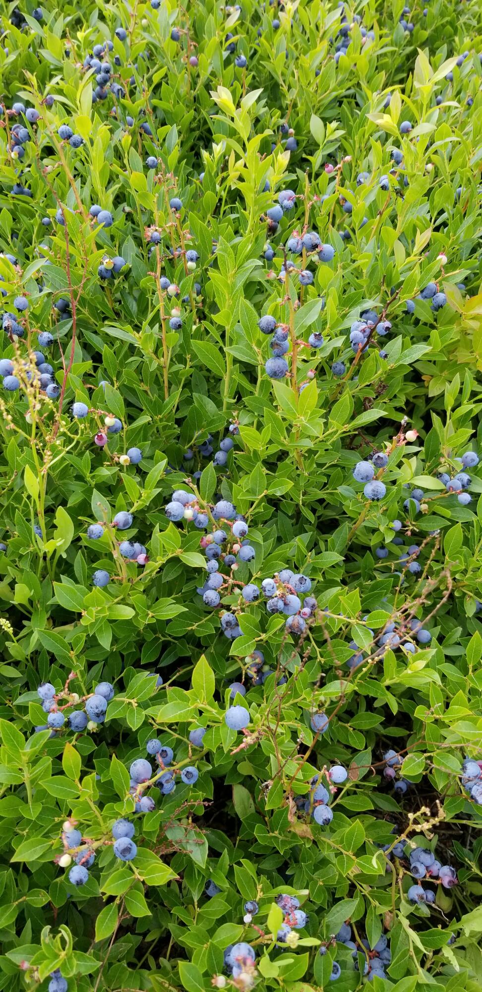 0 Palmer Road Whitefield, ME 04353 - Photo 7 of 7 Blueberries