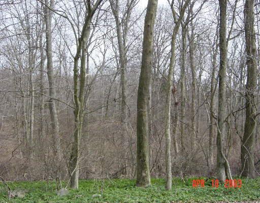 Lot 2 Ford Road Westport, CT 06880 - Photo 1 of 1 Gallery Image 1