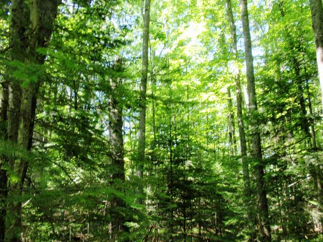 On McPeak Road Conover, WI 54519 - Photo 12 of 18 Gallery Image 12