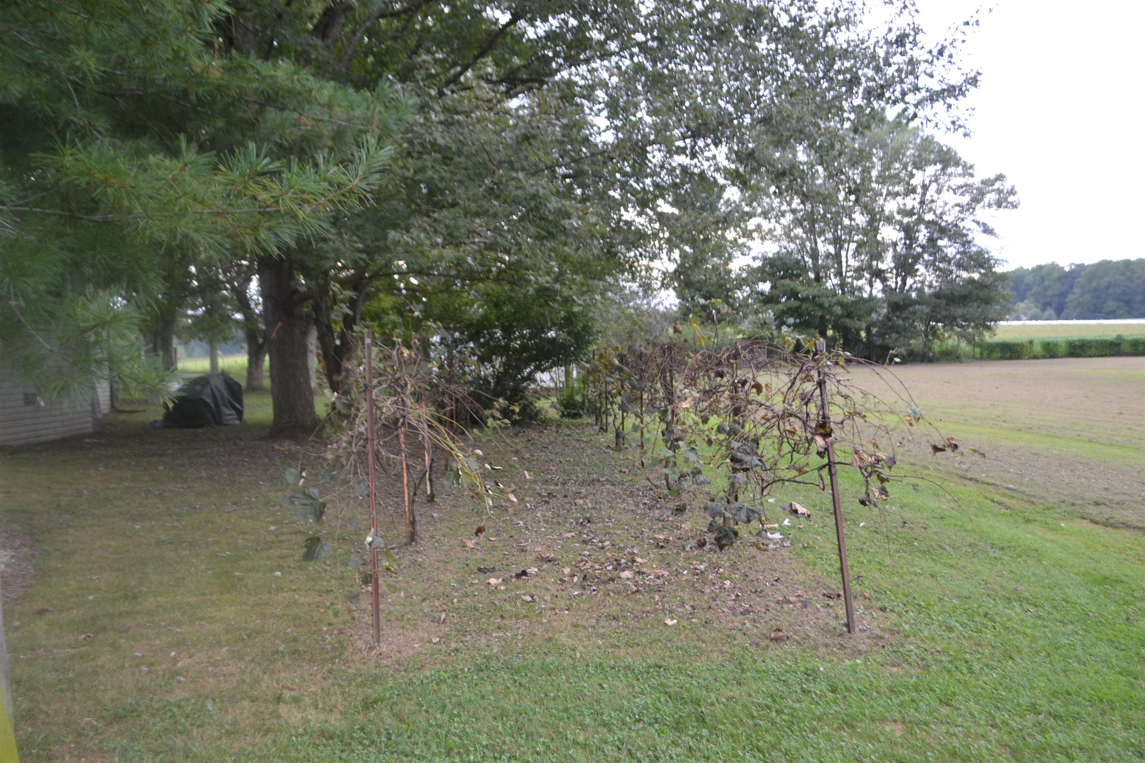 137 Rains Road Morrison, TN 37357 - Photo 3 of 24 a view of a yard with a tree