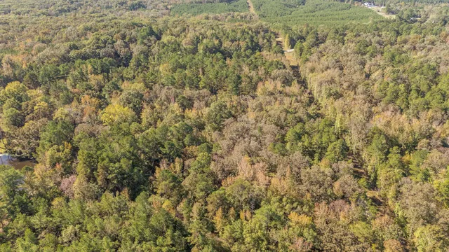 a view of a bunch of trees and bushes