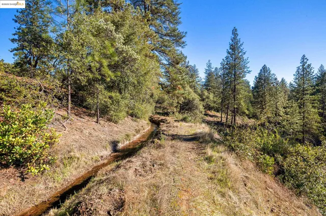 a view of a forest with a tree